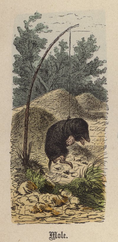 Muldvarp (farvet gravering) af Friedrich Specht