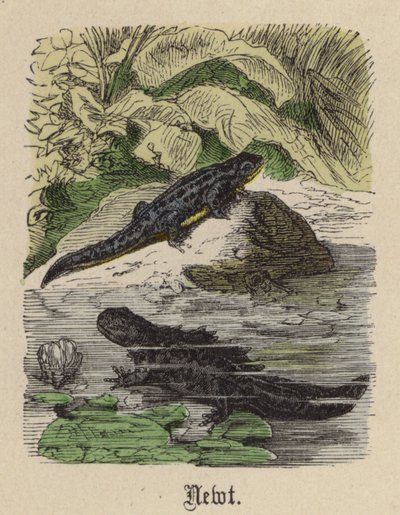 Newt (farvet gravering) af Friedrich Specht