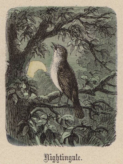 Nattergal (farvet gravering) af Friedrich Specht