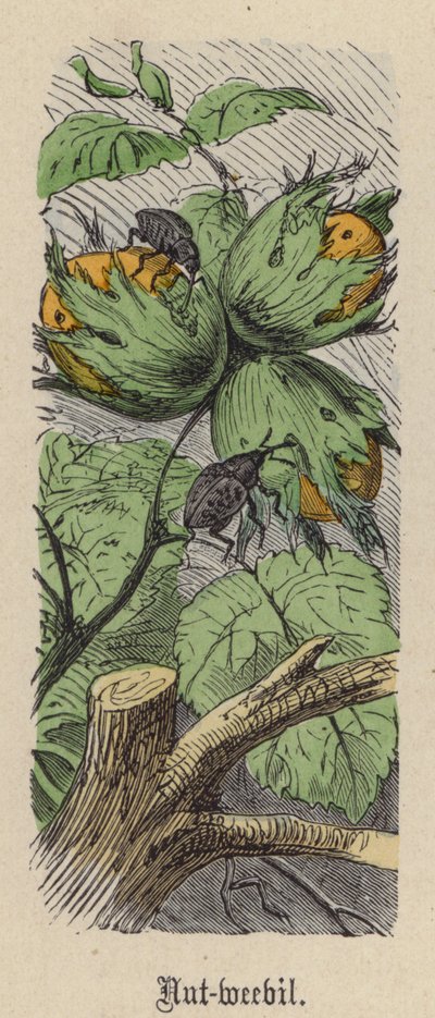 Nøddesnudebille (farvet gravering) af Friedrich Specht
