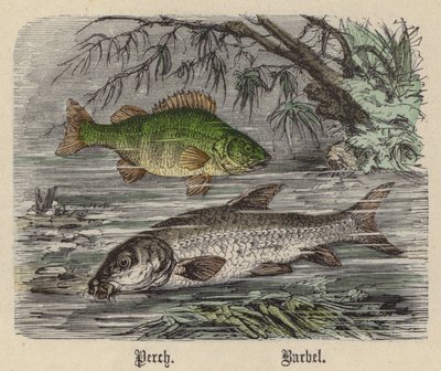 Aborre, barbel (farvet gravering) af Friedrich Specht
