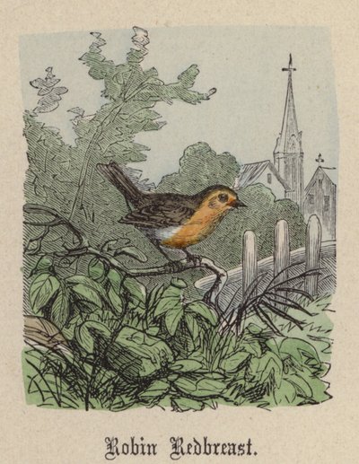 Robin Redbreast (farvet gravering) af Friedrich Specht