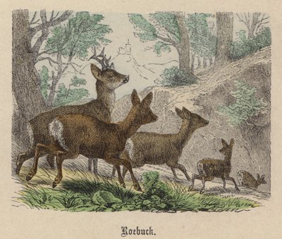 Roebuck (farvet gravering) af Friedrich Specht