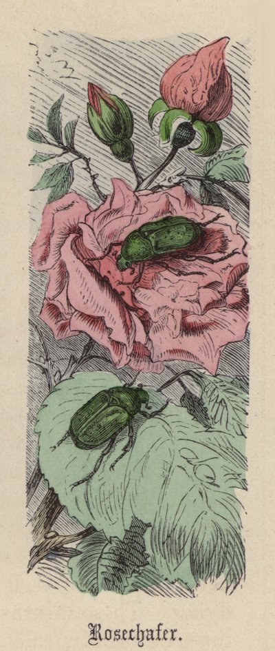 Rosechafer (farvet gravering) af Friedrich Specht