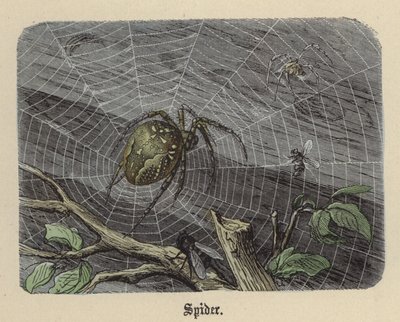 Edderkop (farvet gravering) af Friedrich Specht