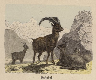 Steinbok (farvet gravering) af Friedrich Specht