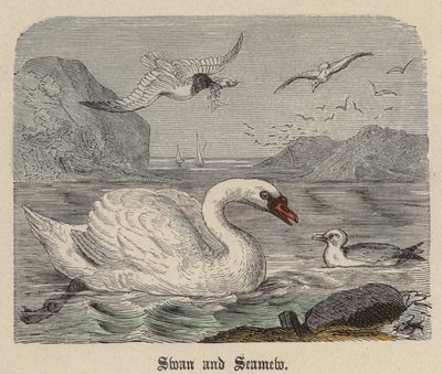 Swan and Seamew (farvet gravering) af Friedrich Specht
