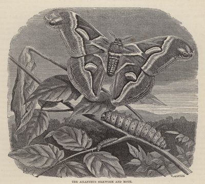 Ailanthus silkeorm og møl (gravering) af Friedrich Specht
