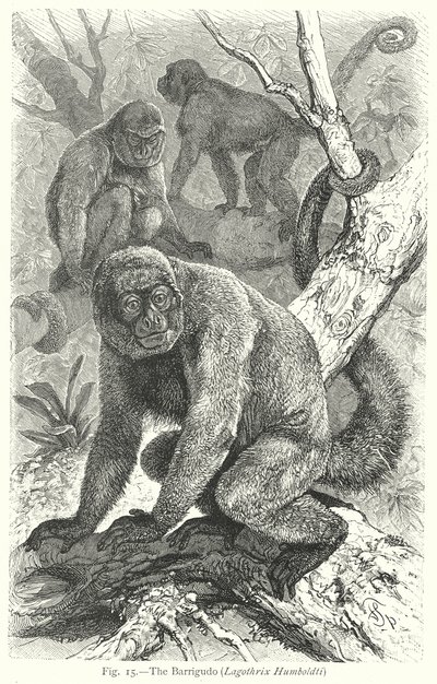 Barrigudo (Lagothrix Humboldti) (kobberstik) af Friedrich Specht