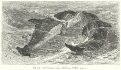 Den almindelige delfin (Delphinus Delphis) (kobberstik) af Friedrich Specht