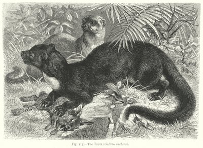 Tayraen (Galictis Barbara) (kobberstik) af Friedrich Specht