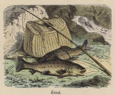Ørred (farvet gravering) af Friedrich Specht