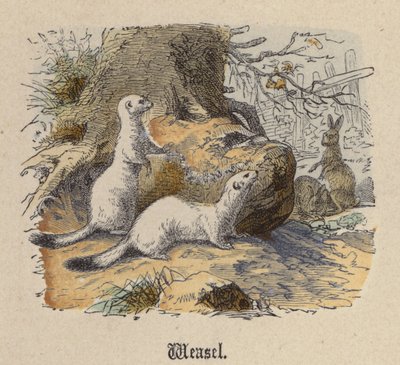 Weasel (farvet gravering) af Friedrich Specht