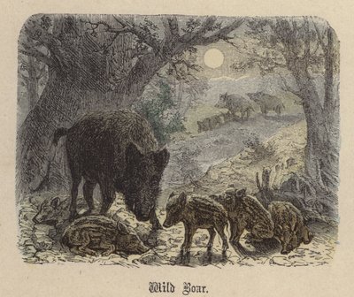 Vildsvin (farvet gravering) af Friedrich Specht