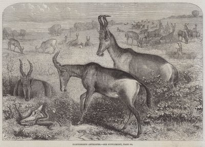 Hartebeest antilope af Friedrich Wilhelm Keyl