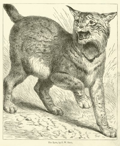 The Lynx (gravering) af Friedrich Wilhelm Keyl