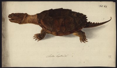 Chelydra serpentina, før 1792 af Friedrich Wilhelm Wunder