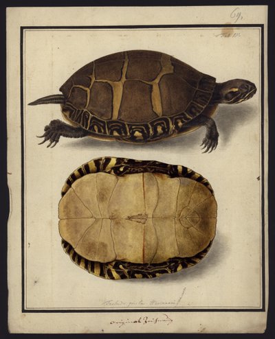 Chrysemys picta, før 1792 af Friedrich Wilhelm Wunder