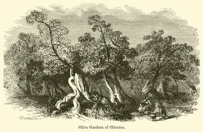 Olivenhaverne i Oliveras af G. F. Sargent