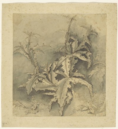 Undersøgelse af en tidselplante og mindre afgrøde af G. Hamilton (possibly)
