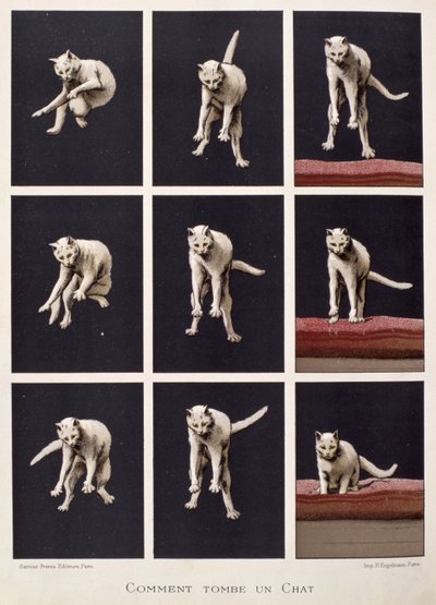 How a Cat Falls, fra The Last Wonders of Science af Daniel Bellet (chromolitho) af G. Lasellaz