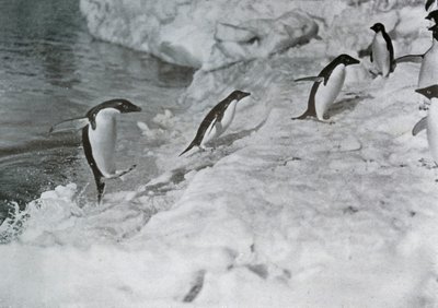 Penguins Jumping On to The Ice-Foot, c1911, 1913. af G. Murray Levick