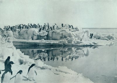 Pingviner på isfod, c1911, 1913 af G. Murray Levick