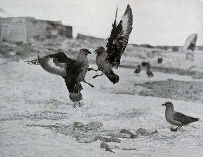 Skua måger kæmper om noget spæk, 1911, 1913 af G. Murray Levick