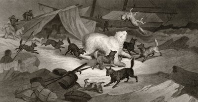 Bjørnejagt, graveret af J.C. McRea, fra "Arctic Explorations in the Years 1853, 54, 55", Volume I, af doktor Elisha Kent Kane (1820-57) udgivet i Philadelphia, 1856 af G. White