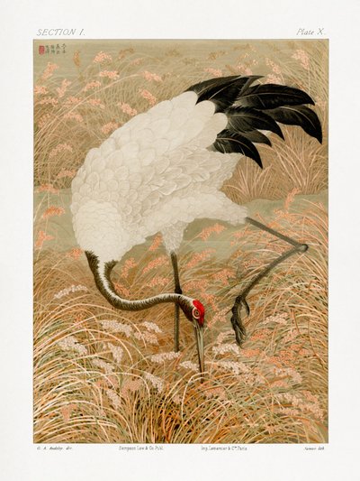 Sarus-trane i en rismark af G.a. Audsley