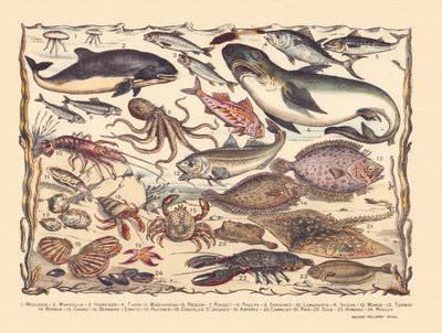 Side 16: Vandmænd, marsvin, sild, tun, makrel, haj, multe, blæksprutte, sardiner, hummer, blæksprutte, torsk, pighvar, skæg, krabbe, eremit Bernard, østers, kammuslinger, asterie, fliser, rokke, tunge, hummer, muslinger af Gabriel Gostiaux