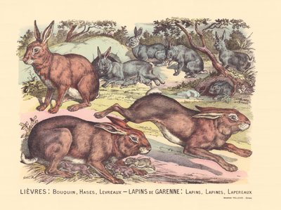 Side 12: Harer: bog, haser, læber Garenne-kaniner: kaniner, kaniner, kaniner af Gabriel Gostiaux