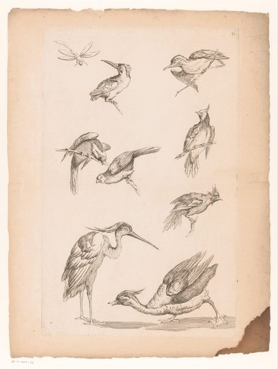 Otte kinesiske fugle, herunder isfugle, en hejre, en and og en guldsmede Forskellige kinesiske fugle (serietitel) Livre des differentes éspeces d