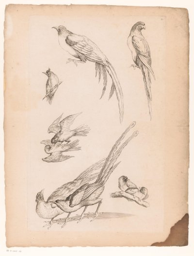 Ni kinesiske fugle Forskellige kinesiske fugle (serietitel) Livre des differentes éspeces d