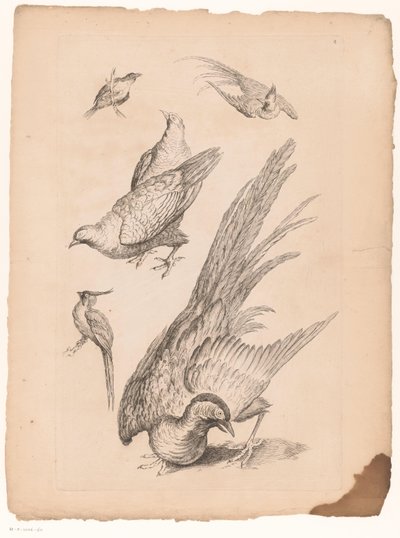 Zes kinesiske fugle Verschillende kinesiske fugle (serietitel) Bog med forskellige fuglearter i Kina (serietitel) af Gabriel Huquier (attributed to)