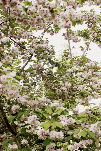 Kirsebærblomster om foråret af Gemma Bardot