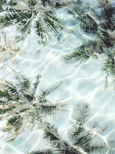 Refleksioner fra Clear Water Palm af Gemma Bardot