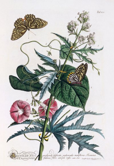 1. Abutilon, 2. Convolvulus, ca. 1748 håndfarvet gravering. af "Georg Dionysius Ehret