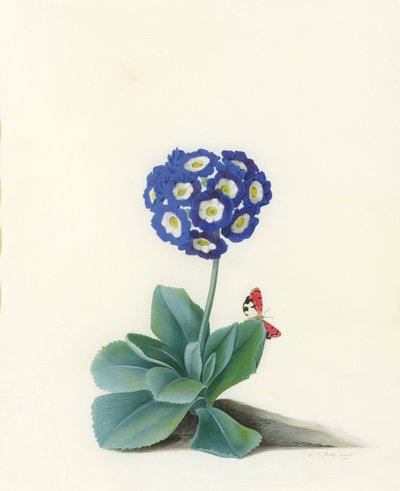 En blå Auricula af Georg Dionysius Ehret