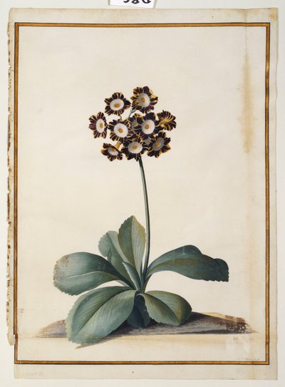 En lilla broget Auricula af Georg Dionysius Ehret