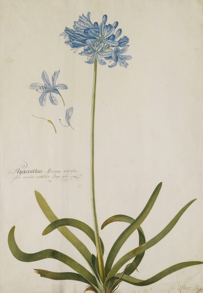 Agapanthus, af Georg Dionysius Ehret
