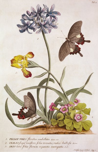 Agapanthus africanus, Iris variegata og en art af Oxalis, fra "Plantae and Papiliones Rariores", 1749 af Georg Dionysius Ehret