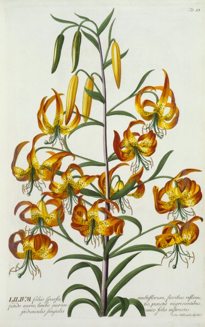 American Turkscap Lily, ca. 1740 håndfarvet gravering. af "Georg Dionysius Ehret