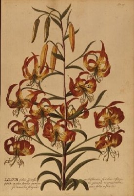 American Turkscap Lily fra 