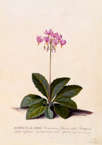 Auricula Ursi Shooting Star, ca. 1744 håndfarvet gravering. af "Georg Dionysius Ehret