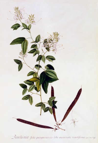 Bauhinia, ca. 1745 håndfarvet gravering. af "Georg Dionysius Ehret