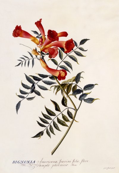 Bignonia Americana, ca. 1743 (håndkoloreret gravering) af Georg Dionysius Ehret