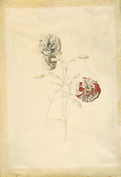 Nelliker af Georg Dionysius Ehret