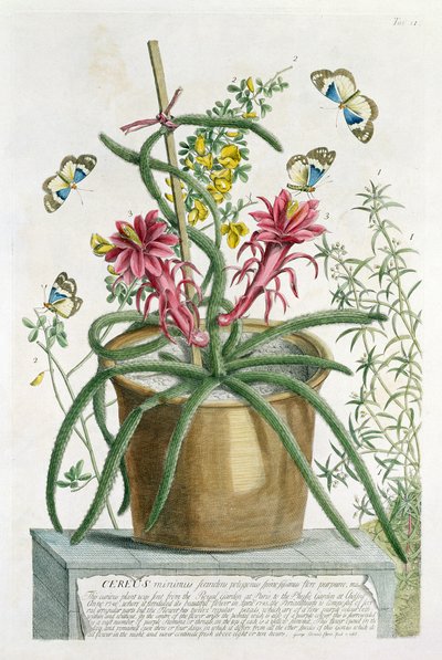 Cereus Minimus, ca. 1745 (farvet litho) af Georg Dionysius Ehret
