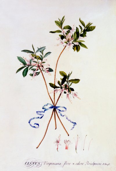 Cistus Virginiana, ca. 1743 håndkoloreret gravering. af "Georg Dionysius Ehret